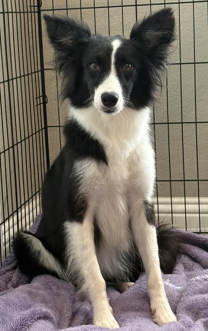 A young medium-sized female Border Collie dog named Bellona for adoption in Arlington, TX