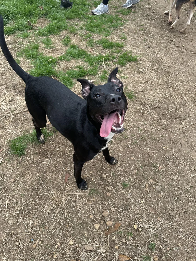 A young medium-sized female Terrier dog named Amory for adoption in Jackson, MS