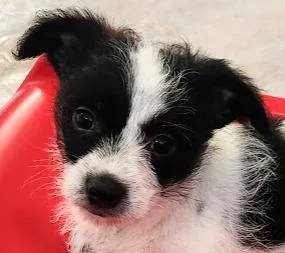 Broccoli thumbnail 3