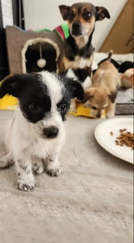 Broccoli thumbnail 4