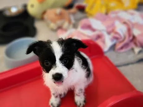 Broccoli thumbnail 5