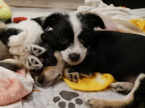 Broccoli thumbnail 6