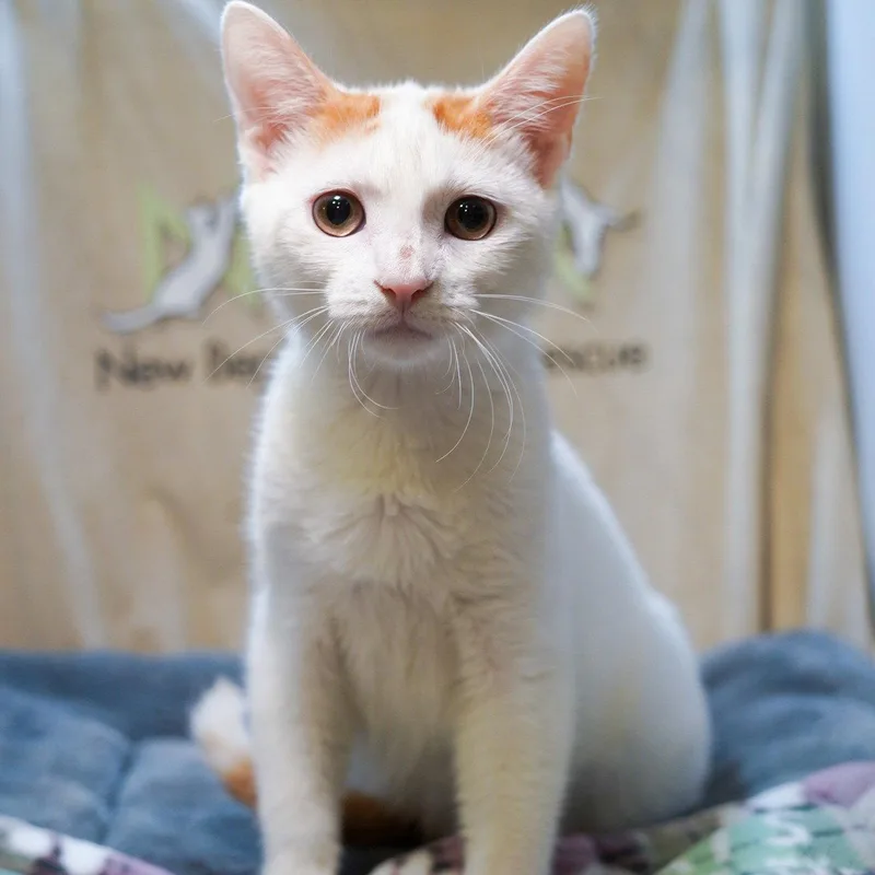 A baby medium-sized male Tabby cat named Palmer for adoption in Garland, TX