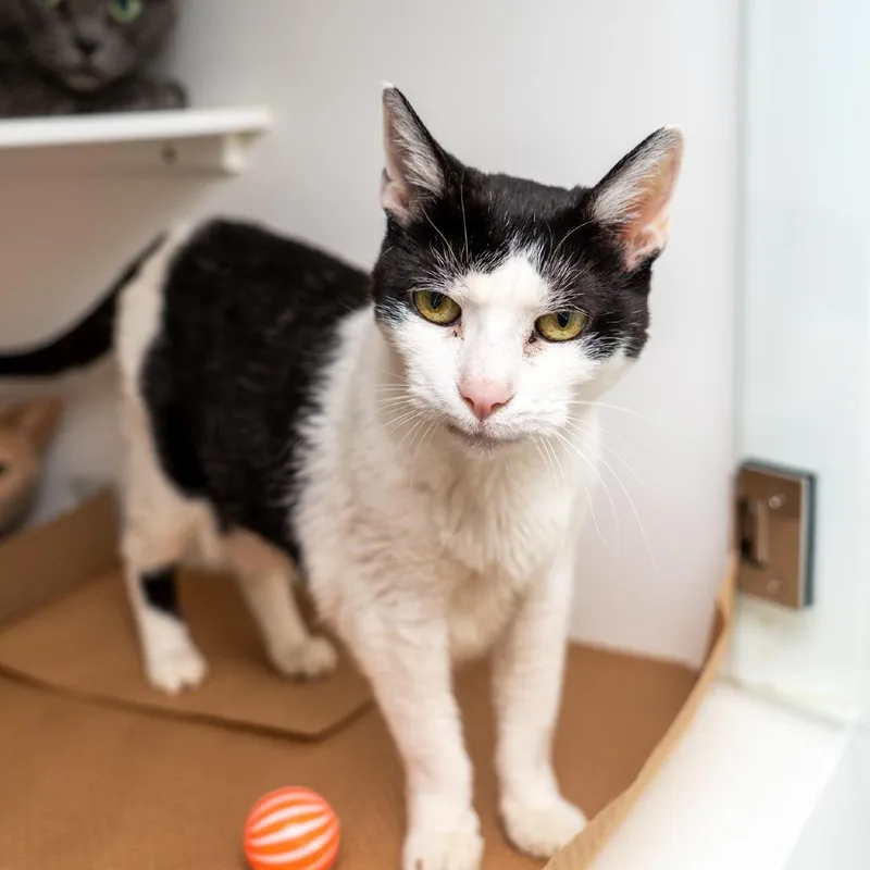 Isabella thumbnail 2