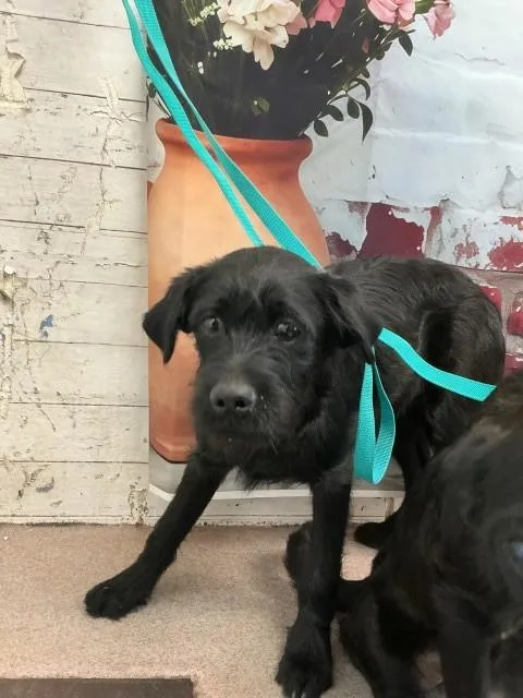 A young medium-sized male Terrier dog named Shawn for adoption in San Bernardino, CA