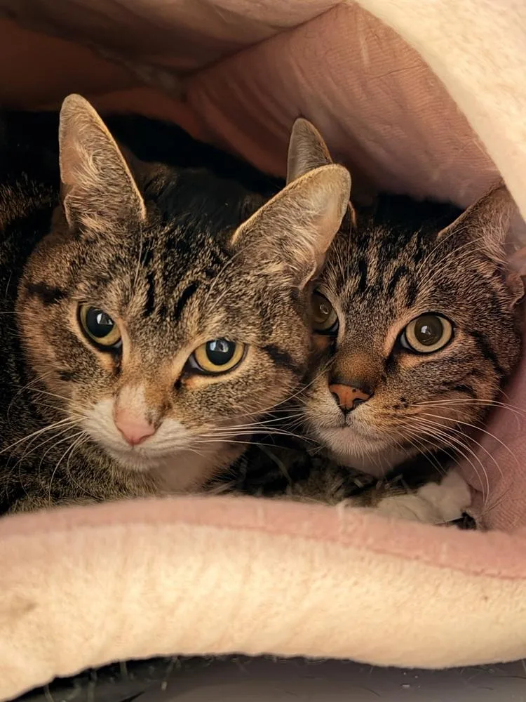 An adult large-sized male Brown / Chocolate Domestic Short Hair cat named Seth for adoption in Vancouver, WA