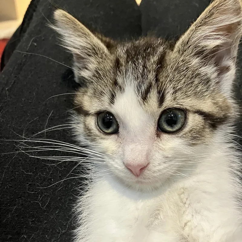 A baby small-sized female White Domestic Medium Hair cat named Amalfi for adoption in Ferndale, MI
