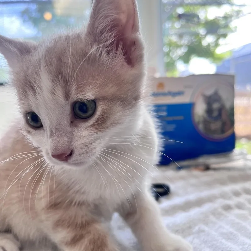 A baby small-sized male Orange / Red Domestic Short Hair cat named Toast for adoption in Denver, CO