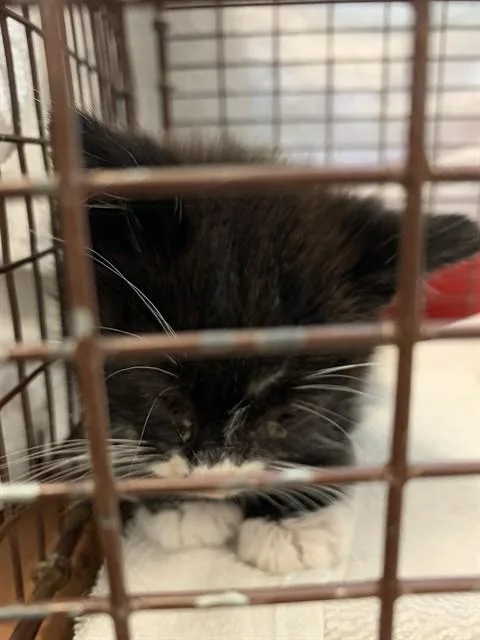 A baby small-sized male Domestic Short Hair cat named Nico Di Angelo for adoption in San Jose, CA