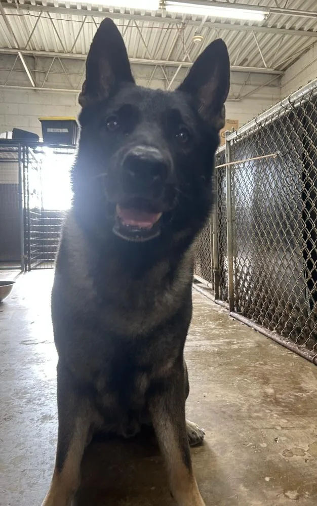 An adult large-sized male Brown / Chocolate German Shepherd Dog dog named Monty for adoption in Palatine, IL