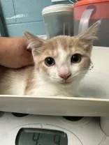 A young medium-sized male Buff & White Domestic Short Hair cat named Steely for adoption in Manitowoc, WI