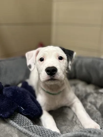 A baby small-sized male Mixed Breed dog named Alvin for adoption in Munster, IN