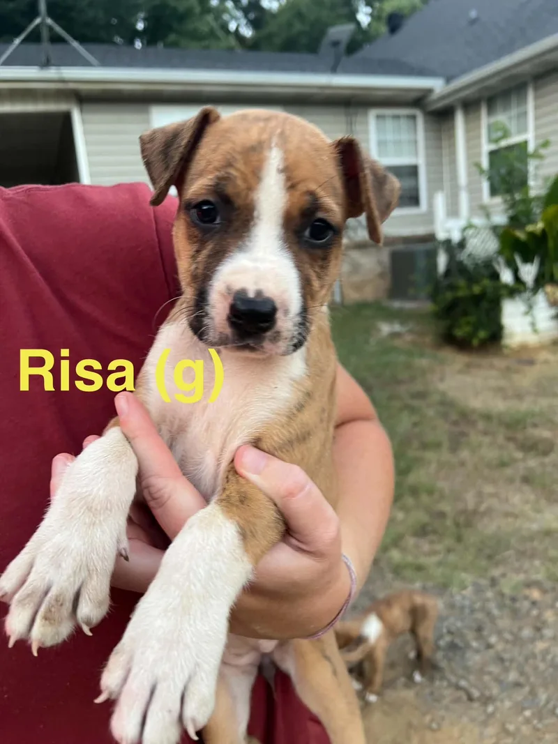 A baby medium-sized female Tricolor (Brown, Black, & White) Australian Shepherd dog named Risa for adoption in Whiting, NJ
