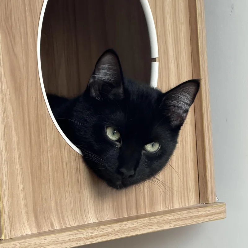 A young medium-sized male Black American Shorthair cat named Elvis for adoption in Hull, MA