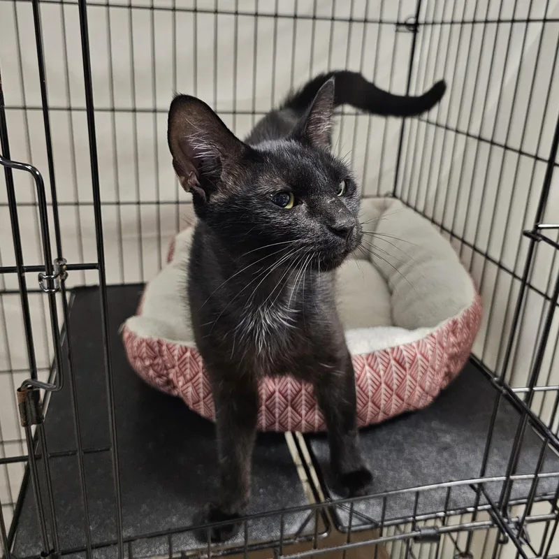 An adult medium-sized female Black Domestic Short Hair cat named Nyx for adoption in Searcy, AR