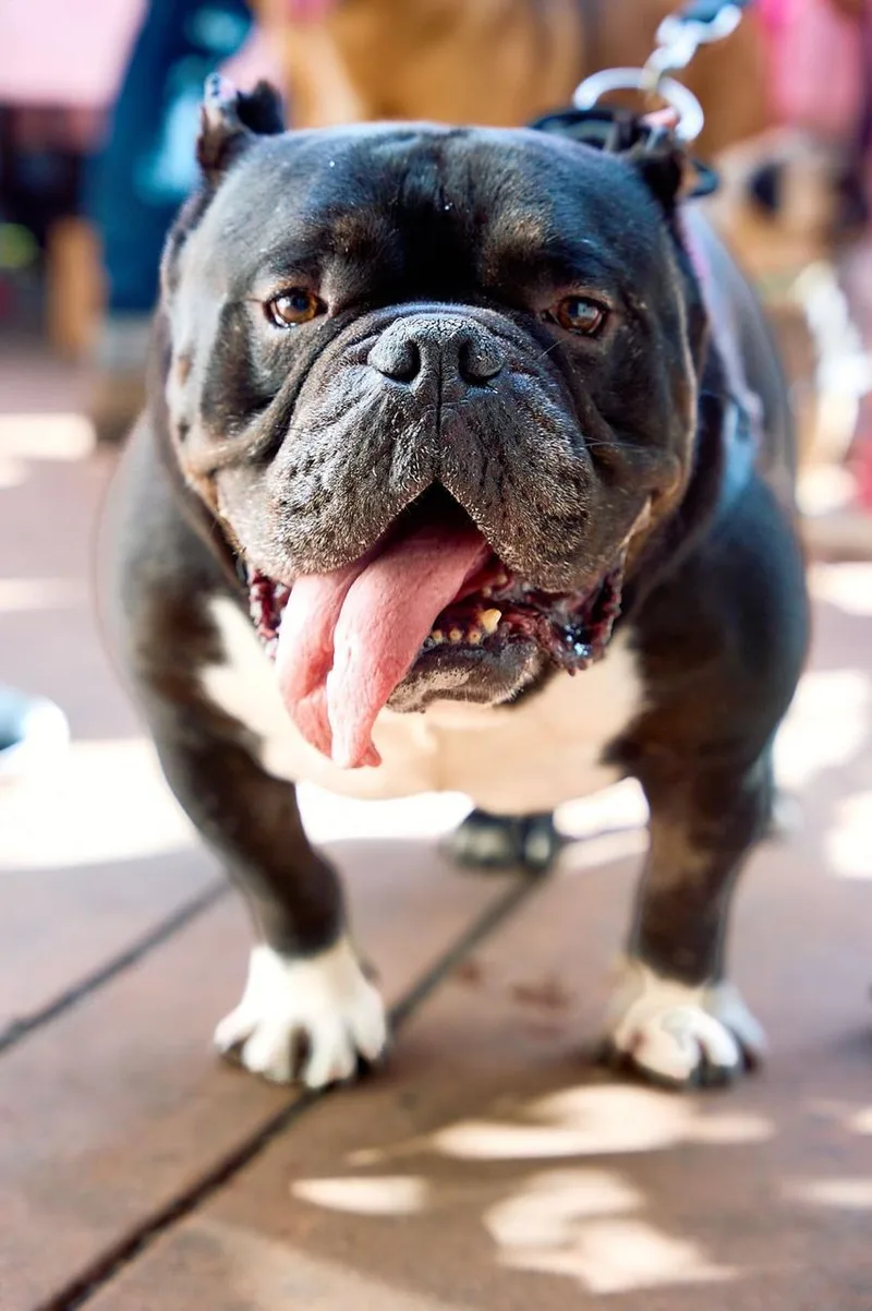 Dumpling thumbnail 3