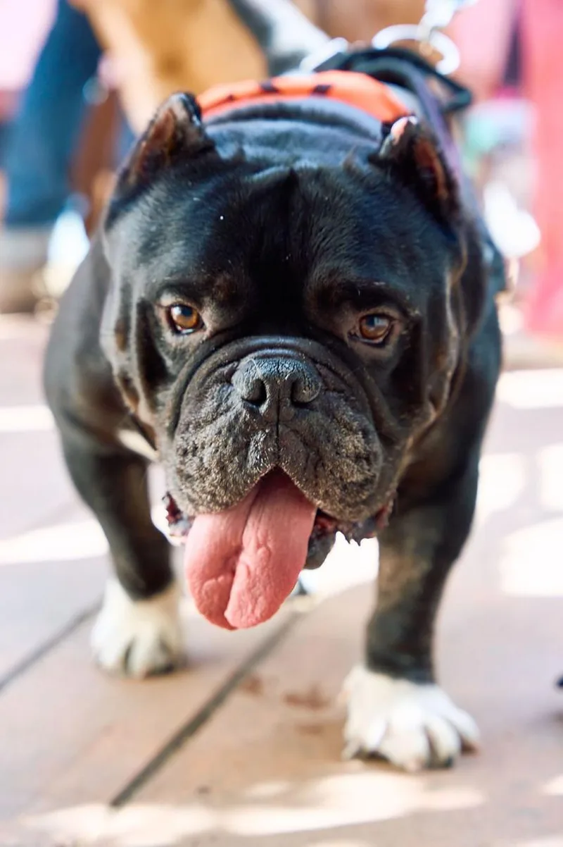 Dumpling thumbnail 5