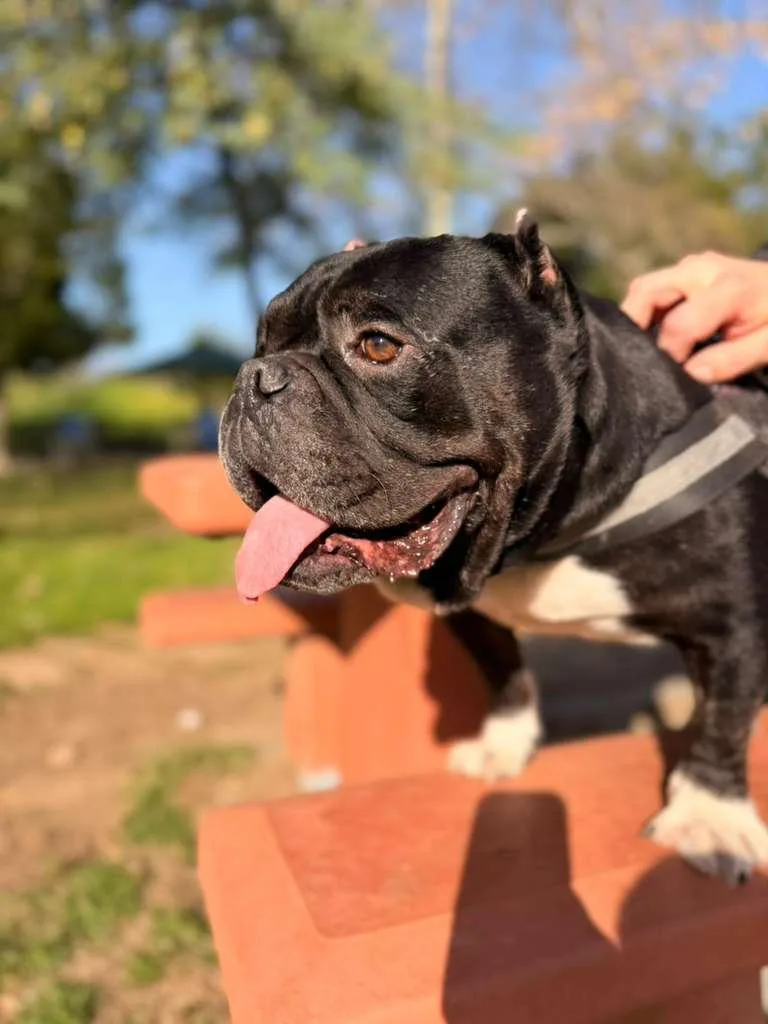 Dumpling thumbnail 6