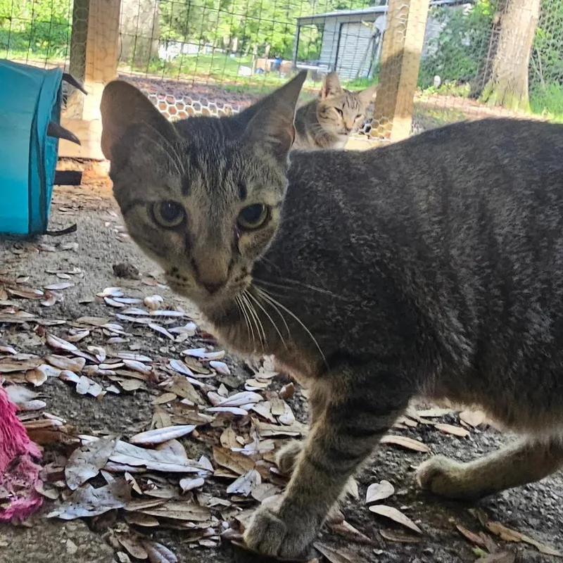 An adult medium-sized male Brown / Chocolate Domestic Short Hair cat named Aragorn for adoption in Melrose, FL