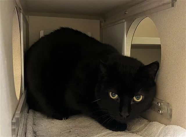 A senior small-sized male Domestic Short Hair cat named Kaladin for adoption in Denver, CO