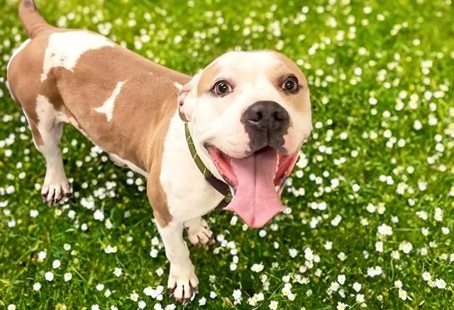 A young medium-sized female American Bulldog dog named Quesa for adoption in Fort Lauderdale, FL