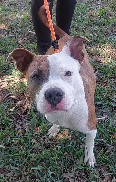 An adult large-sized female Pit Bull Terrier dog named Madison for adoption in Fort Lauderdale, FL