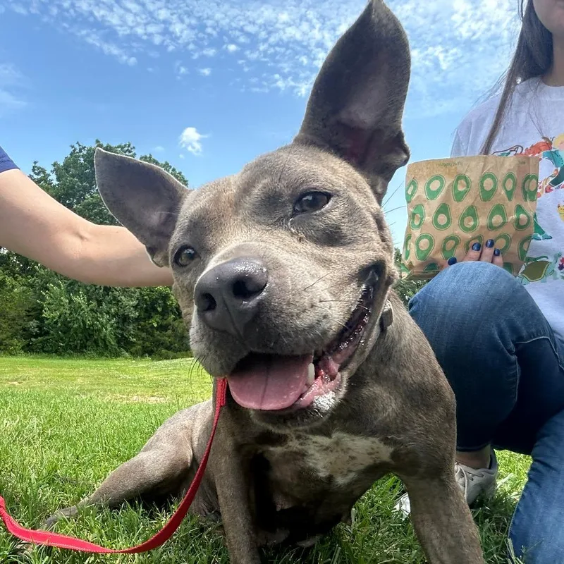 An adult medium-sized female Brindle Mixed Breed dog named Strawberry for adoption in Bentonville, AR