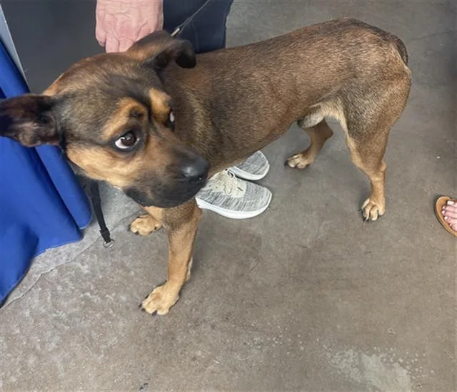 A young large-sized male Mixed Breed dog named Roman for adoption in Dallas, TX