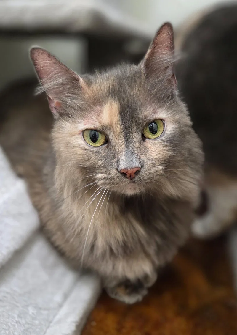 Pita