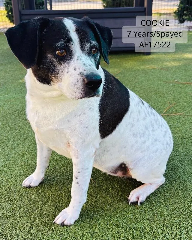 An adult large-sized female German Shorthaired Pointer dog named Cookie for adoption in Supply, NC