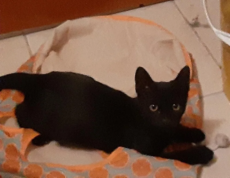 A baby small-sized female Black Domestic Short Hair cat named Selena for adoption in Orlando, FL