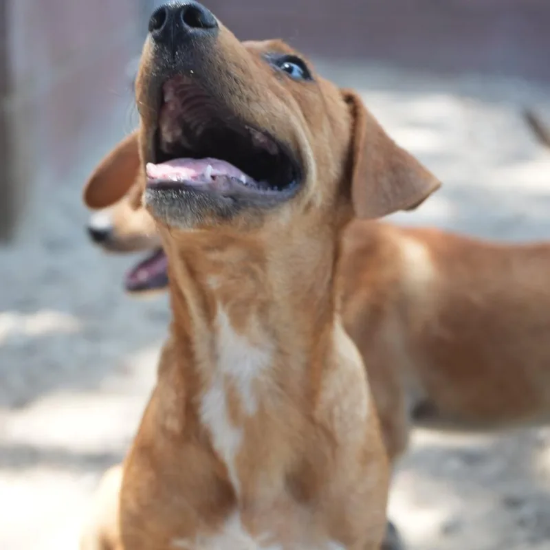 A young small-sized male Brown / Chocolate Chihuahua dog named Junior for adoption in Coachella, CA