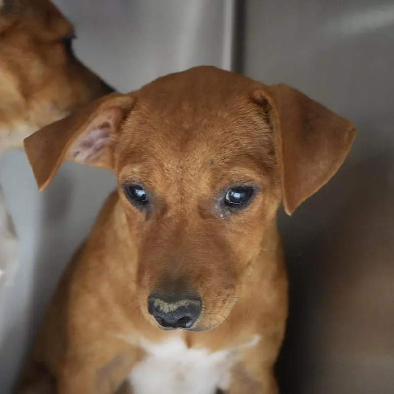 Junior thumbnail 3