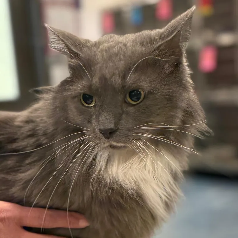 A senior small-sized male Gray / Blue / Silver Domestic Long Hair cat named Titanic for adoption in Tucson, AZ