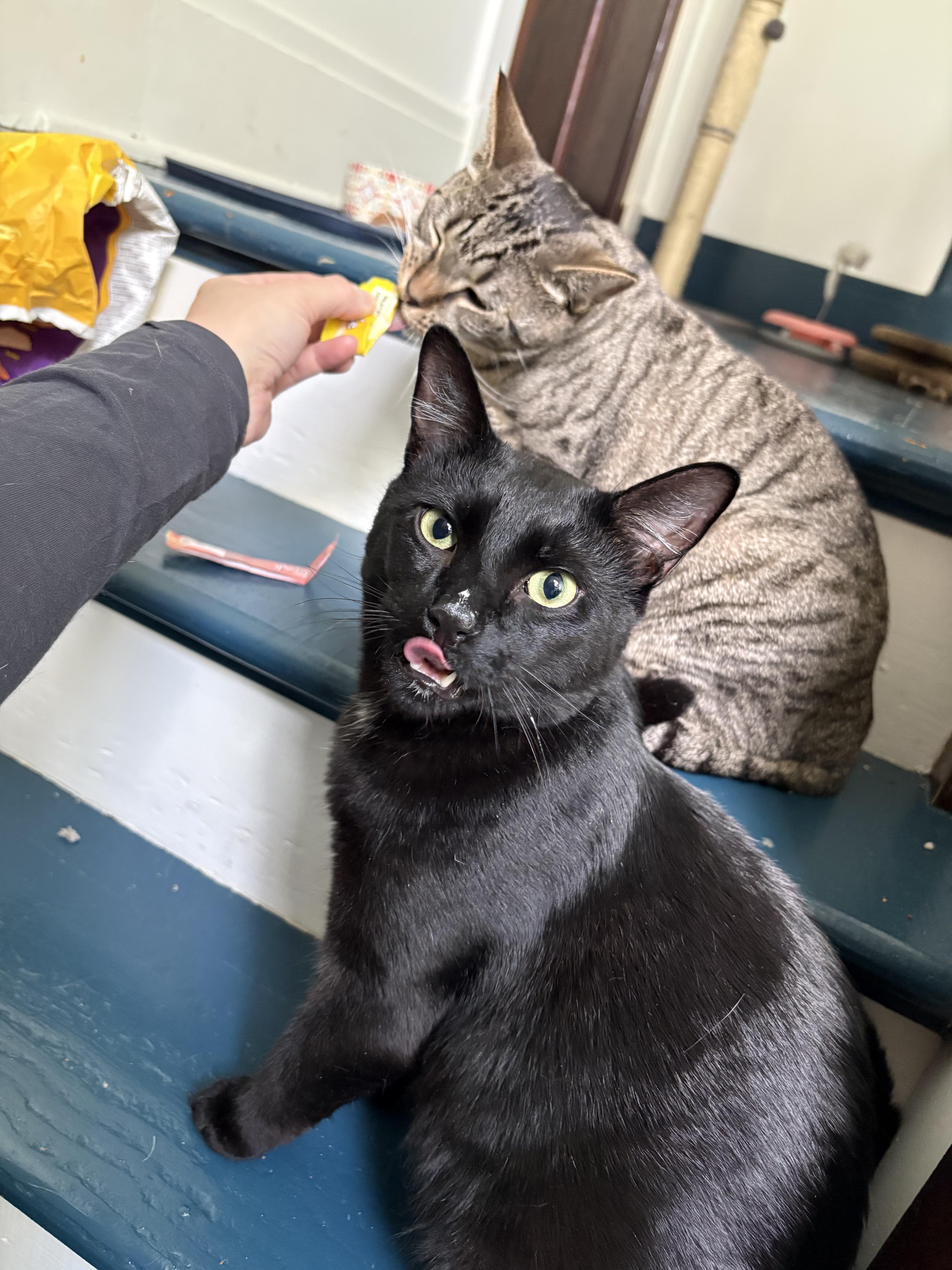 A young medium-sized male Black American Shorthair cat named Cosmo & Wanda for adoption in Highland Park, NJ
