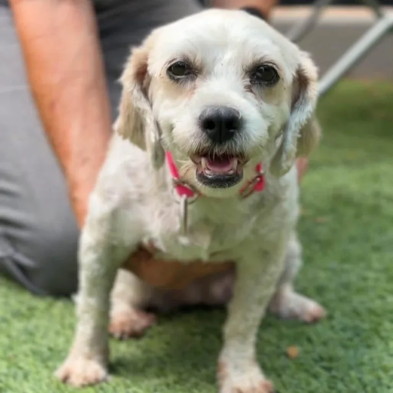 An adult small-sized female White / Cream Maltese dog named Strawberry for adoption in Yaphank, NY