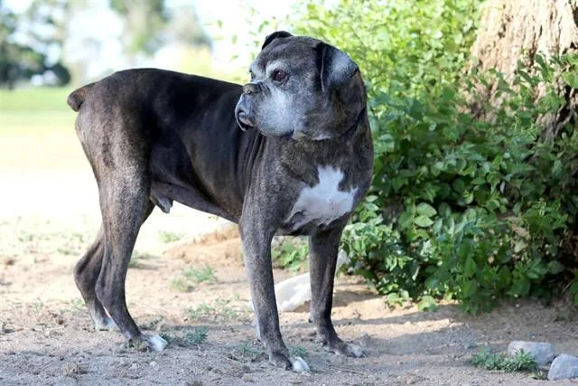 An adult medium-sized male Boxer dog named Rocky for adoption in Albuquerque, NM