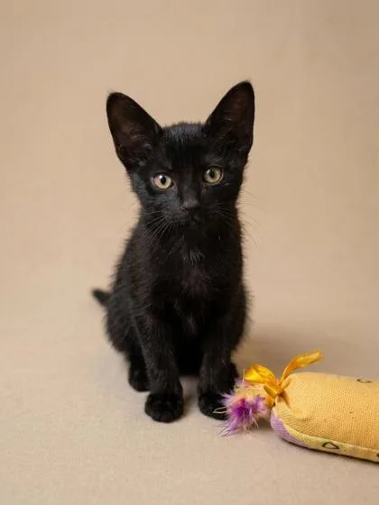 A baby small-sized male Domestic Short Hair cat named Mocha for adoption in Cumming, GA