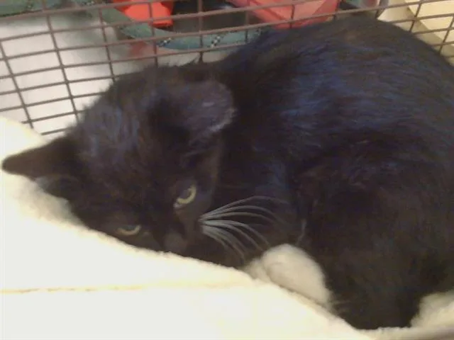 A baby small-sized female Domestic Short Hair cat named A for adoption in Sacramento, CA