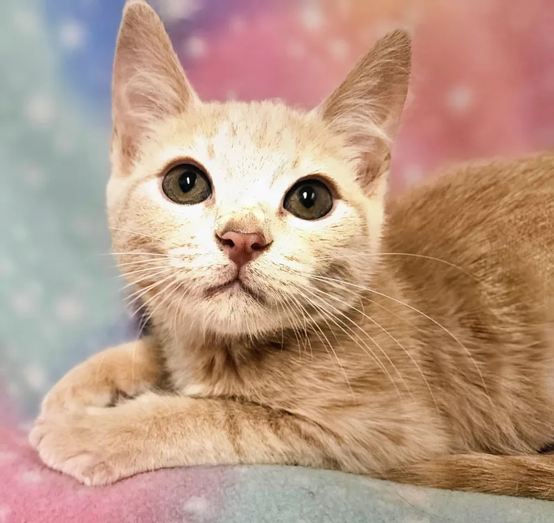 A baby small-sized female Tabby (Orange / Red) Domestic Short Hair cat named Jesse Rancho Cucamonga for adoption in Yorba Linda, CA