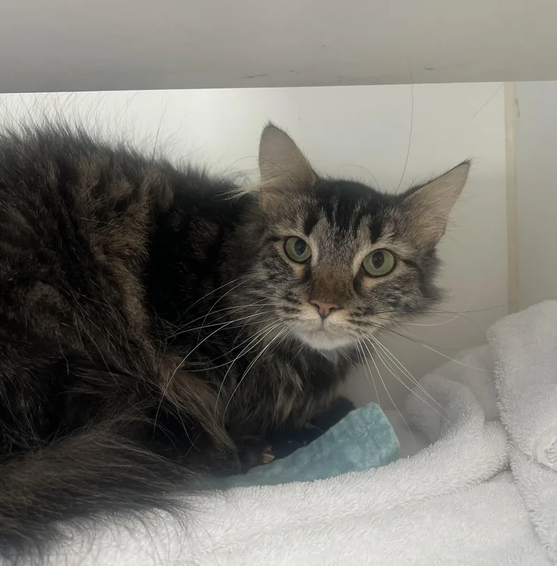 An adult large-sized female Domestic Short Hair cat named Fluffy for adoption in Reisterstown, MD