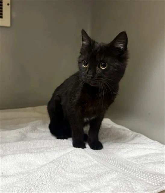A baby small-sized female Domestic Short Hair cat named Waverly for adoption in Statesville, NC