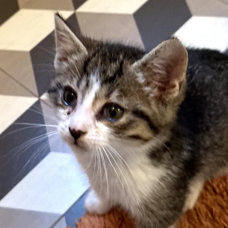 A baby small-sized female Brown / Chocolate Domestic Short Hair cat named Sparkle for adoption in Long Beach, CA