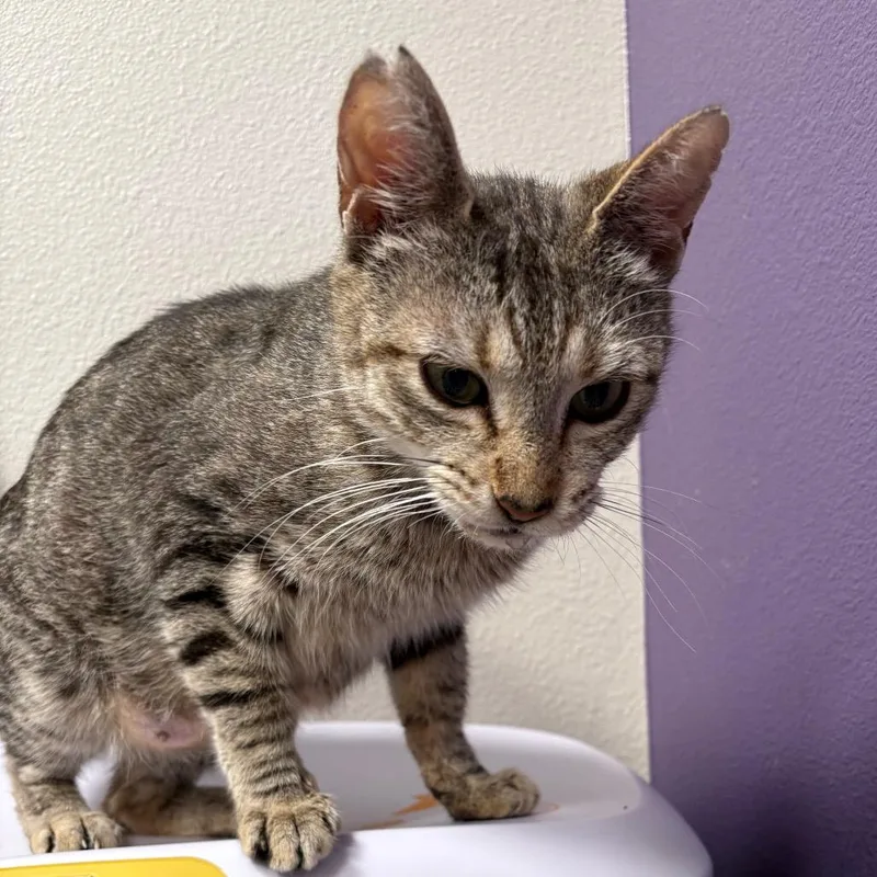 A young medium-sized female Brown / Chocolate Domestic Short Hair cat named Mango for adoption in Englewood, FL