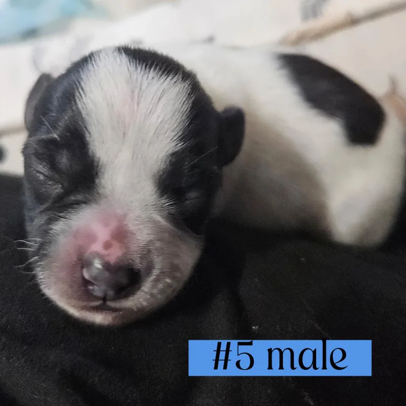 The "l" Litter Of