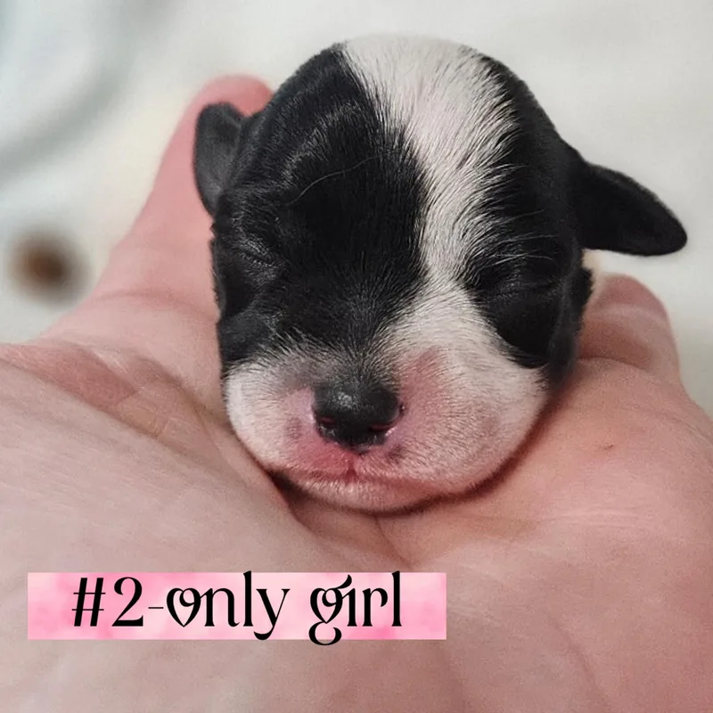 The "l" Litter Of thumbnail 2