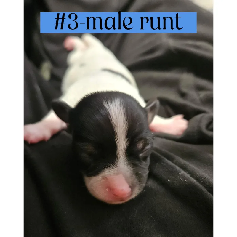 The "l" Litter Of thumbnail 3