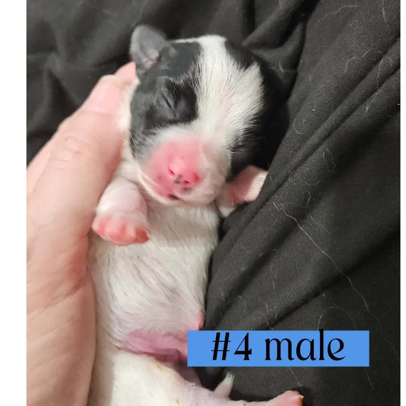 The "l" Litter Of thumbnail 4