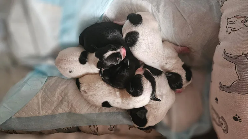 The "l" Litter Of thumbnail 5