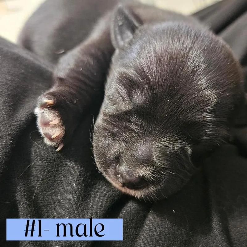 The "l" Litter Of thumbnail 6